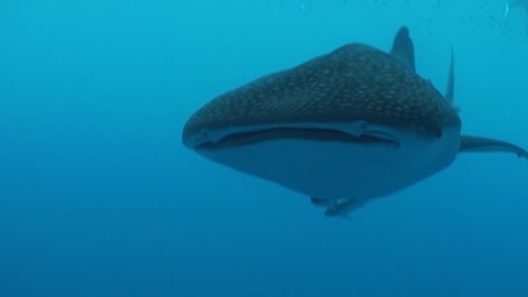 Whale shark swimming under a floating fishing platform. Close up view of the face as it swims by, Cenderawasih Bay, West Papua, Indonesia.