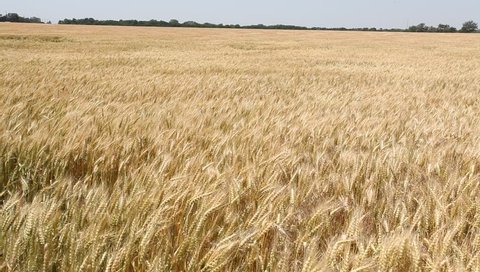 Rolling Kansas wheat field. Field of tall wheat swaying & rolling in the prairie winds.