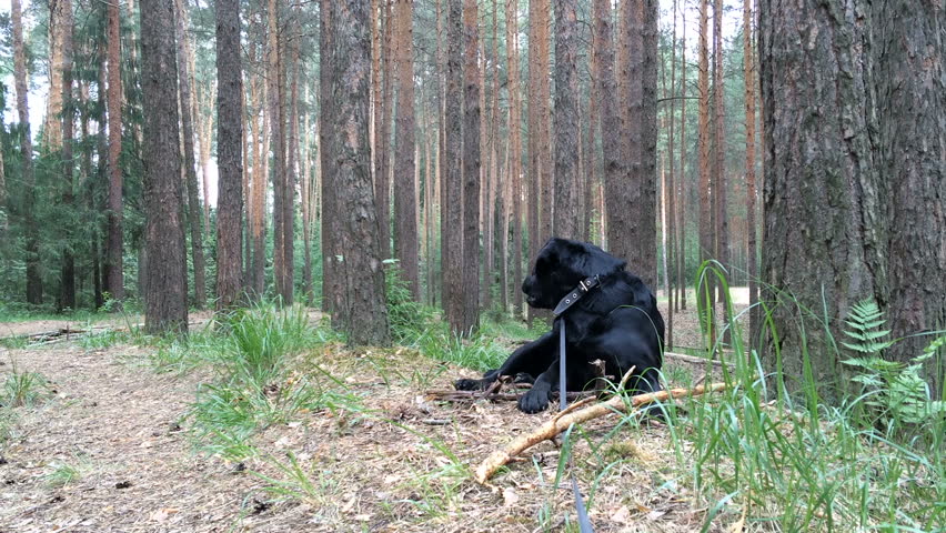 handsome young black labrador retriever lying on the ground in the forest and wood chews