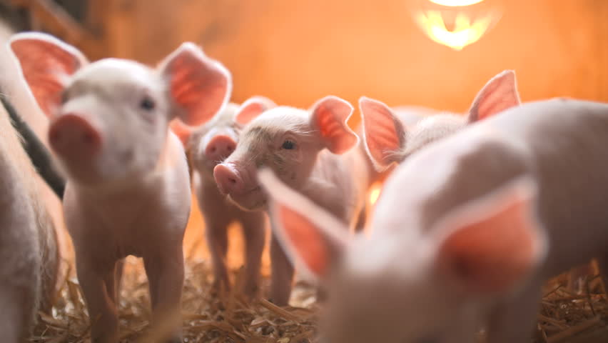 Pigs on livestock farm. Pig farming Royalty-Free Stock Footage #23366044