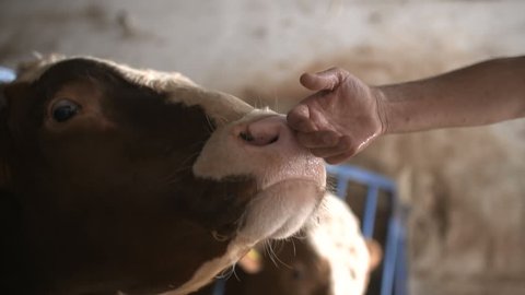Modern farm barn with milking cows eating hay
