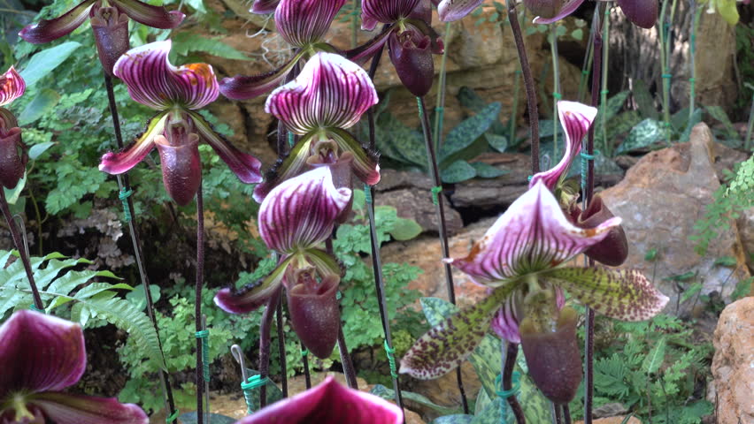 Paph Callosum