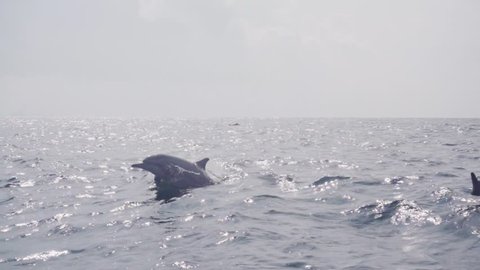 Dolphins jumping and swimming in super slow motion (250 fps), ungraded, s-log