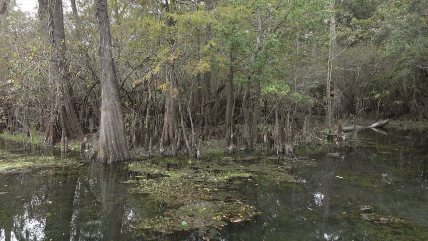 Trees along Suwannee River, Florida, USA