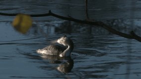 MS. Baby Heron cleans and then swims in a lake near ice. Reading, UK