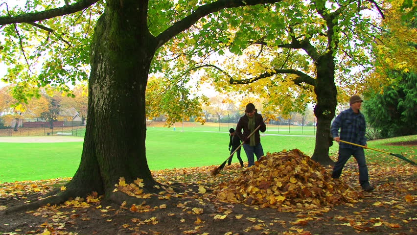 A couple of people rake fallen leaves from large tree into pile during Autumn.