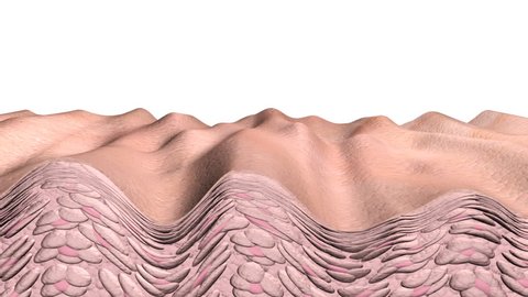 Skin aging  animation showing a cross section of skin and cells with aging effects or in reverse the reverse aging effects. This is an artistic simulation. 