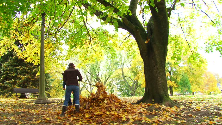 A couple of people rake fallen leaves from large tree into pile during Autumn.