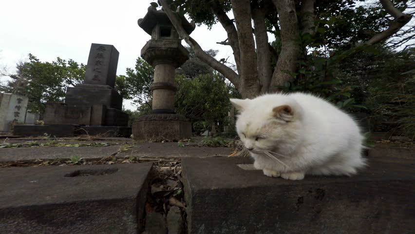 White Cat in Japanese Buddhist Cemetery in Tokyo