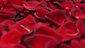 Background from petals of red roses. The camera moves smoothly along parrallelno and petals. Many flower petals. Beautiful velvety red petals.
