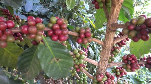 Arabica coffee on tree in the north of Thailand,Doi Chang,Chiengrai