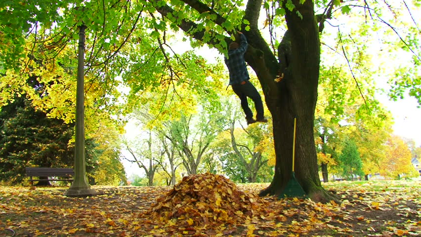 Smiling man climbs tree and free falls into large leaf pile in city park during