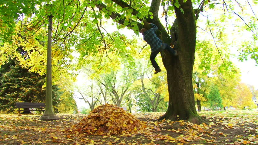 Smiling man climbs tree and free falls into large leaf pile in city park during