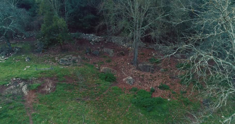 Rising up the mountainside full of trees at sunset 4K drone view