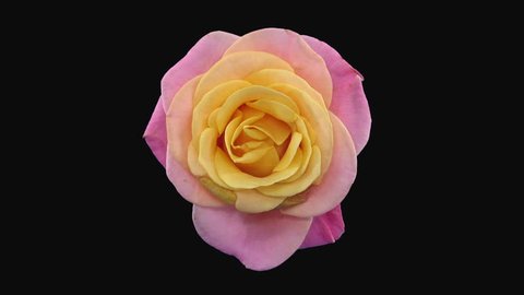 Time-lapse of dying pink-yellow Miss Piggy rose 2b3 in RGB + ALPHA matte format isolated on black background, top view
