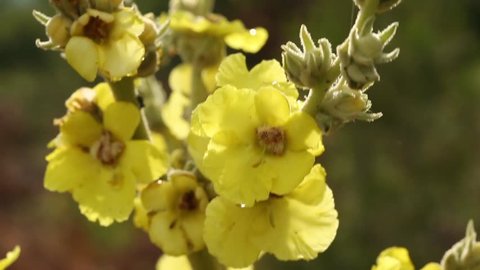 Yellow flowers of Great Mullein (Verbascum thapsus) The plant grows best in dry, sandy or gravelly soils. Great Mullein is used as a remedy for skin, throat and breathing ailments since ancient times.