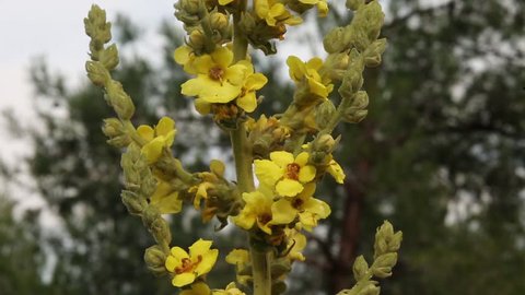 Yellow flowers of Great Mullein (Verbascum thapsus) The plant grows best in dry, sandy or gravelly soils. Great Mullein is used as a remedy for skin, throat and breathing ailments since ancient times.