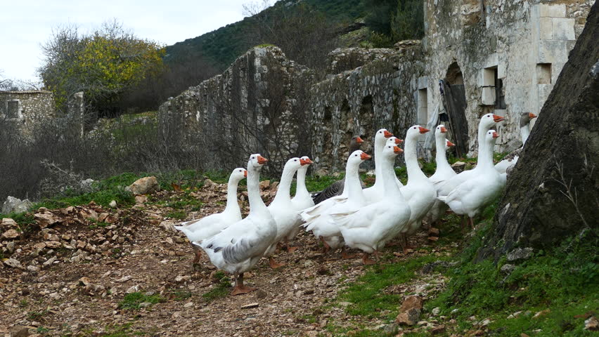 Group of geese walking around the village Palia plagia in Greece