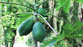 Tropical fruit papaya ripening on the tree on a sunny summer day, Vietnam
