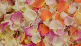 Background from petals of white, pink, scarlet, orange roses. The camera moves parallel to and along the smooth petals. Many flower petals. Beautiful multicolored velvet petals.