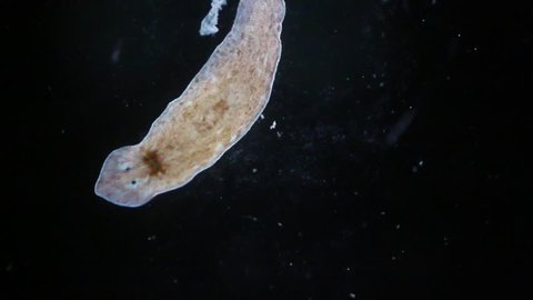 Planarian parasite  (flatworm)  under microscope view.
