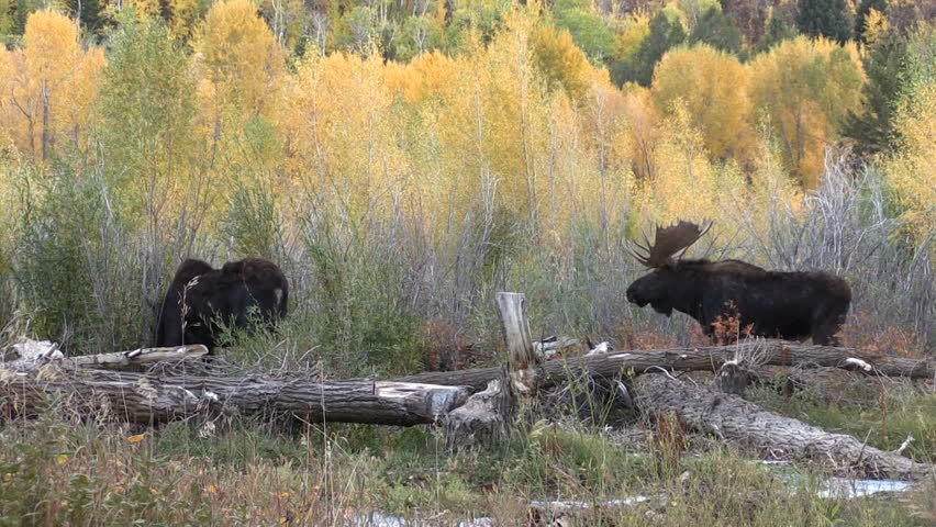 Bull and Cow Shiras Moose Rutting in Teton National Park