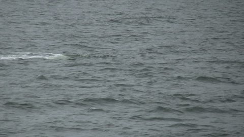 HD of a humpback whale breaching in Alaska