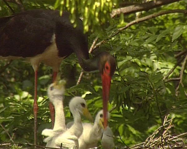 Black stork Ciconia nigra and it brood in nest. Vanishing protected bird in IUCN Red List book.