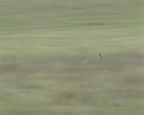 Wild hare rabbit frightened by dog running through fields. Natural fauna.