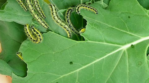 Timelapse of infestation of Cabbage White butterfly caterpillars rapidly devouring broccoli and kale leaves