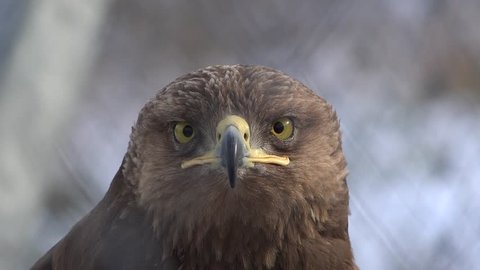 Brown eagle head