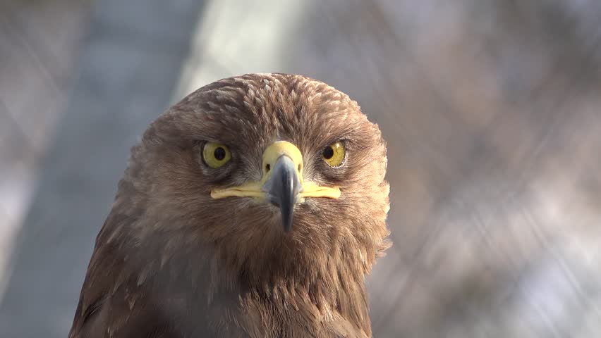Brown spotted eagle headshot