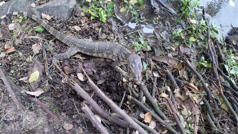 Clouded Monitor Lizard Digs And Stock Footage Video 100 Royalty Free 23418409 Shutterstock