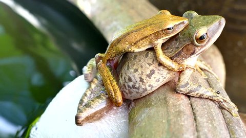 Yellow tree frog  breeding and spawn
