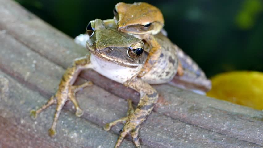 Yellow tree frog  breeding and spawn
