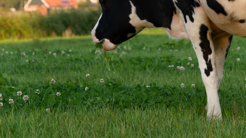 Cows Eating Clover - All About Cow Photos