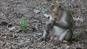 Monkey eating candy