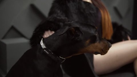 Sexy girl with long hair in black fur coat sitting near dog in studio