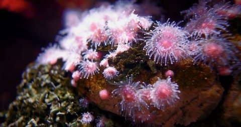 Underwater - Strawberry Anemone - Corynactis Californica