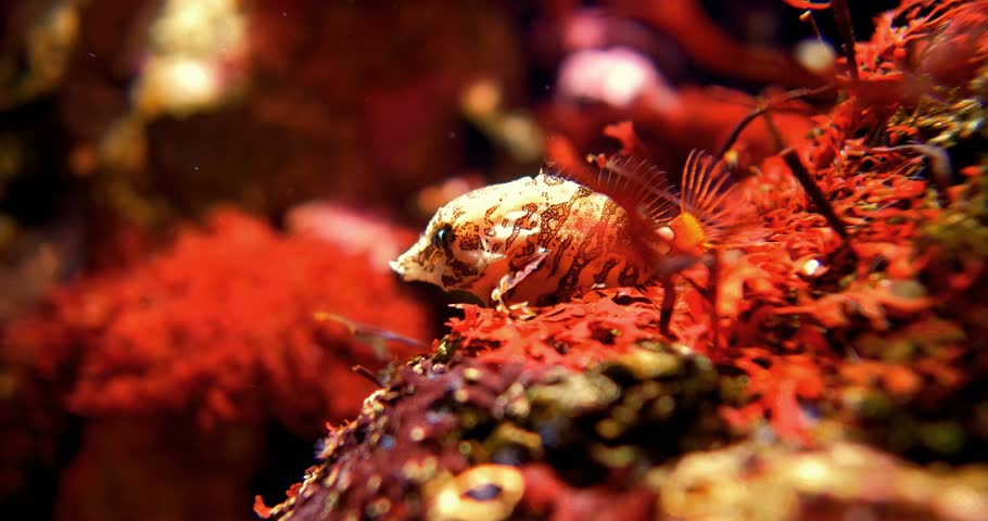 Grunt Sculpin - Rhamphocottus Richardsoni