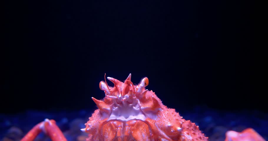 Giant Spider Crab With Huge Spotted Ratfish - Macrocheira Kaempferi, Hydrolagus Colliei