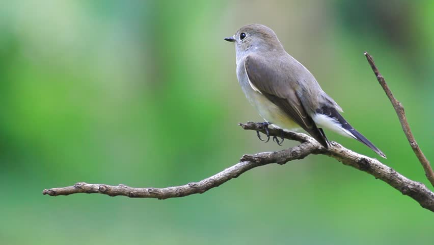 The bird eating a worm on a stick. ,Red-throated Flycatcher  | Shutterstock HD Video #2343170