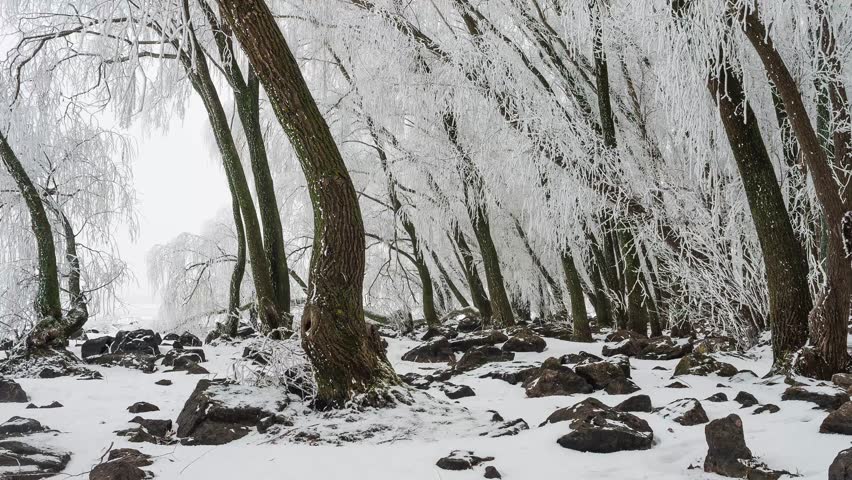 winter forest 4K timelapse