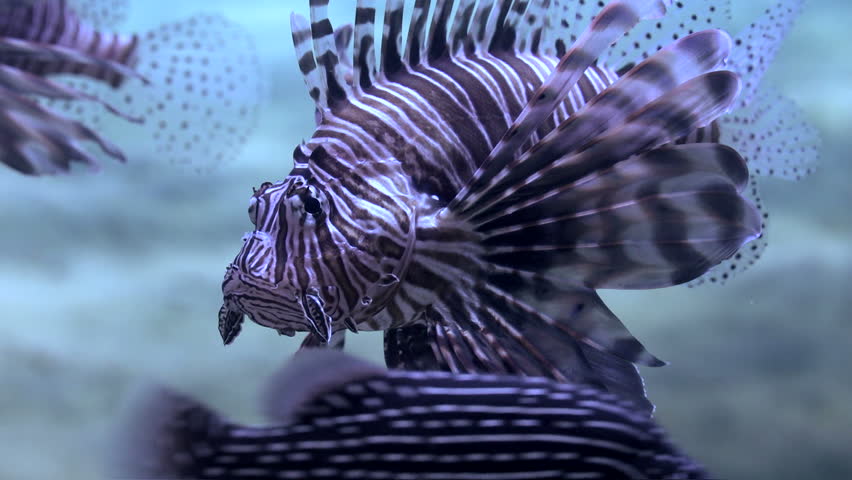 devil fire fish in the ocean