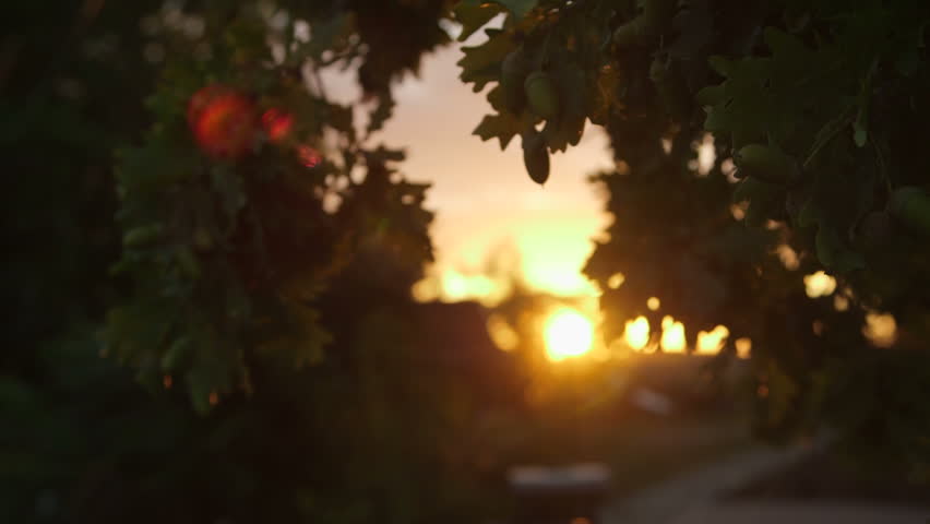 Early morning sun comes up through trees at sunrise