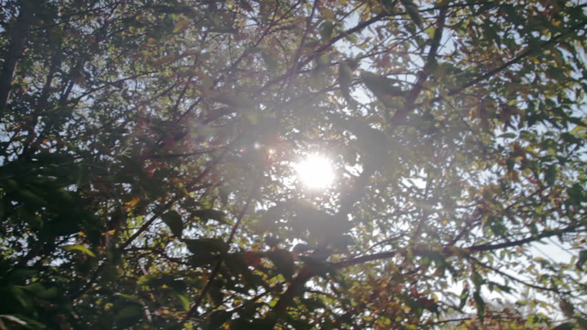 Sun shines through the branches of green tree close-up