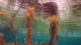 Underwater Plant Life. Picture of underwater plant in the tropical reef of the Red Sea, Dahab, Egypt.