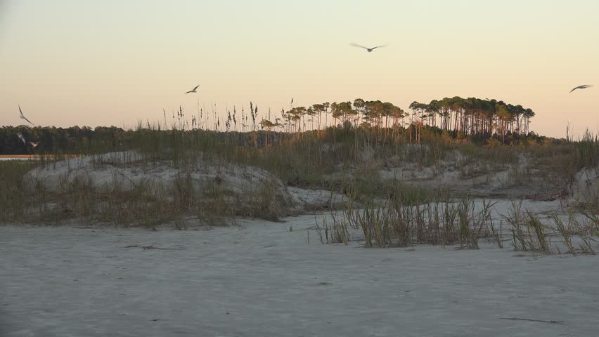 Evening seagulls flying in a frenzy at dusk above little dunes at Cherry Grove, North Myrtle Beach, SC.  