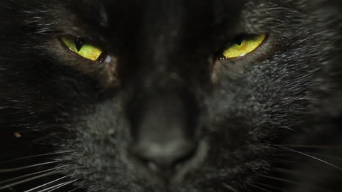 Black cat eyes squinting. Close up adult male black cat looking at camera.