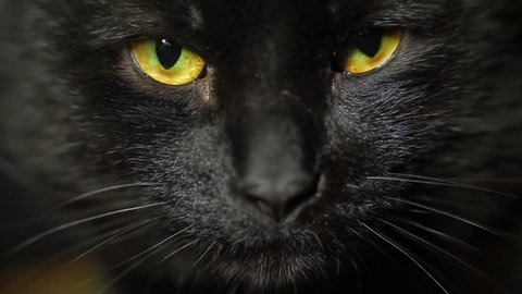 Black cat eyes. Close up adult male black cat looking at camera.